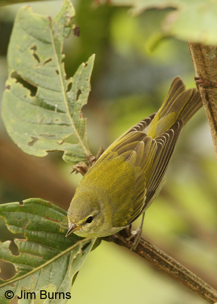 Tennessee Warbler dorsal view