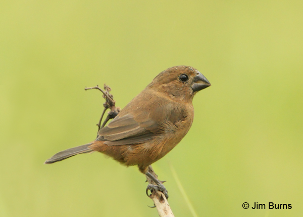 Thick-billed Seed-Finch female