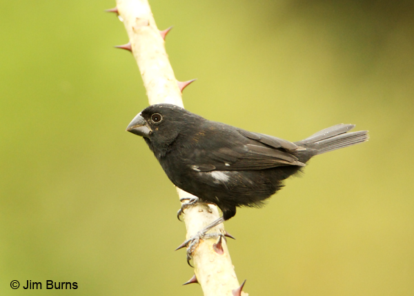 Thick-billed Seed-Finch male