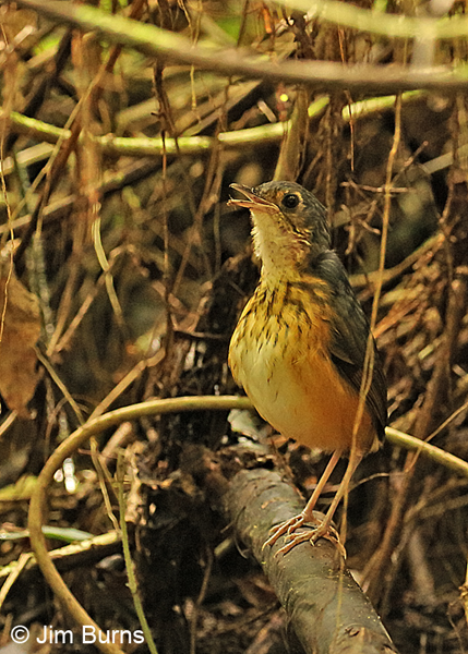 Thicket Antpitta calling
