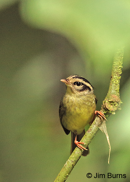 Three-striped Warbler ventral view