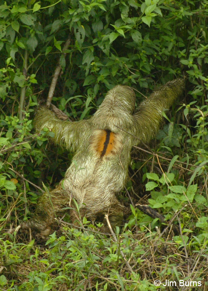 Three-toed Sloth back markings
