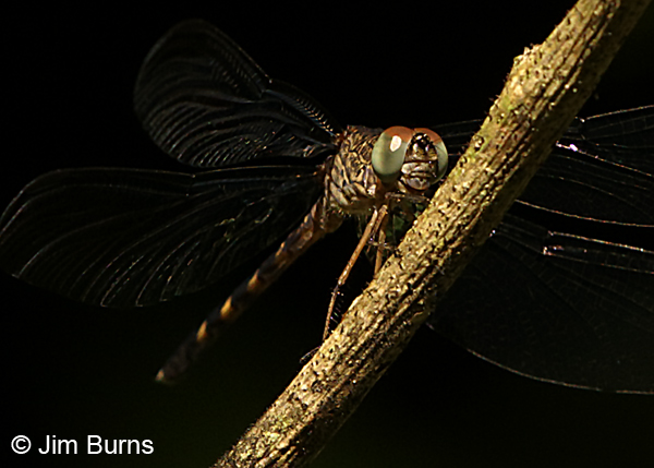 Tropical Woodskimmer male, Guapiles, CR, December 2017