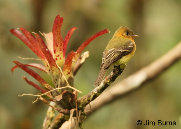 Tufted Flycatcher and bromeliad