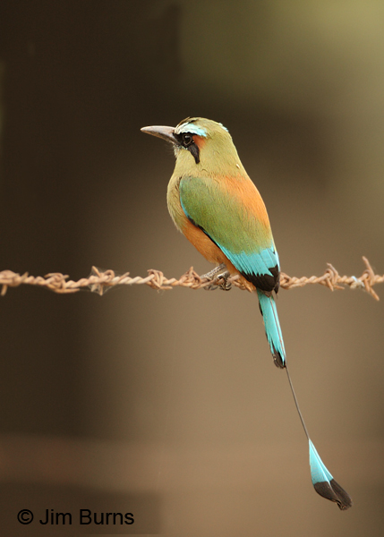 Turquoise-browed Motmot on wire