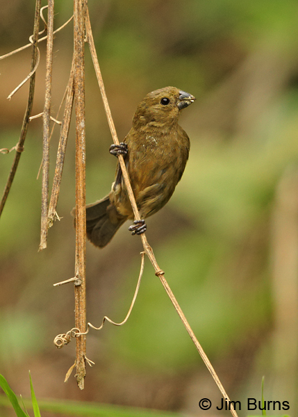 Variable Seedeater female, Ujarras