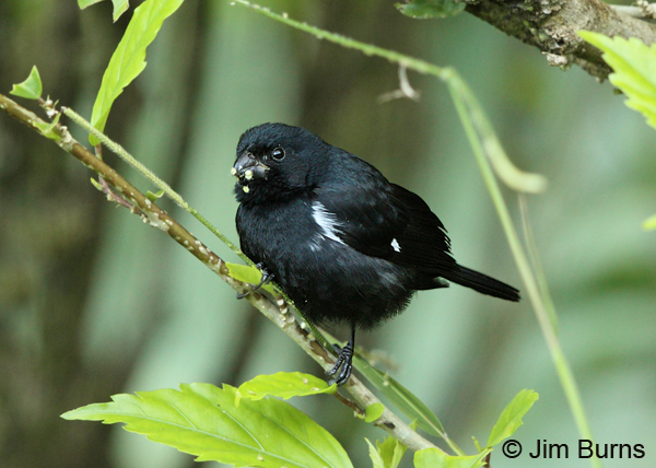 Variable Seedeater male Caribbean race eating seeds