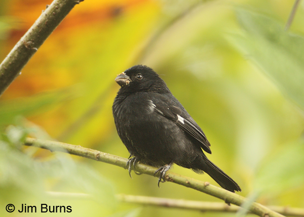 Variable Seedeater male Caribbean race