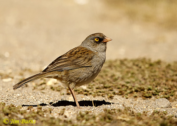 Volcano Junco--5888