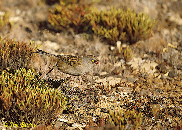 Volcano Junco in flight across paramo--6659