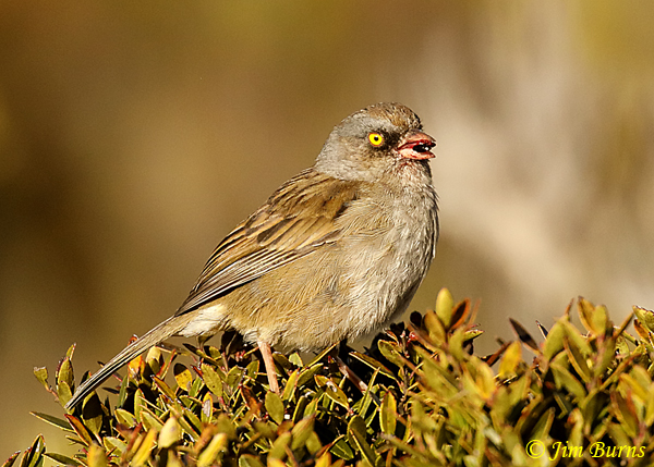 Volcano Junco with berry--6674