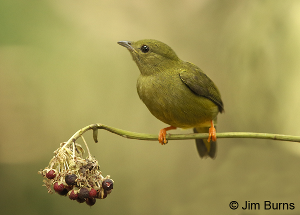 White-collared Manakin female with berries