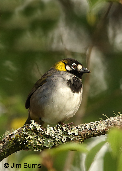 White-eared Ground-Sparrow #2