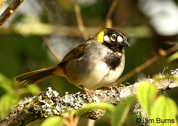 White-eared Ground-Sparrow on branch