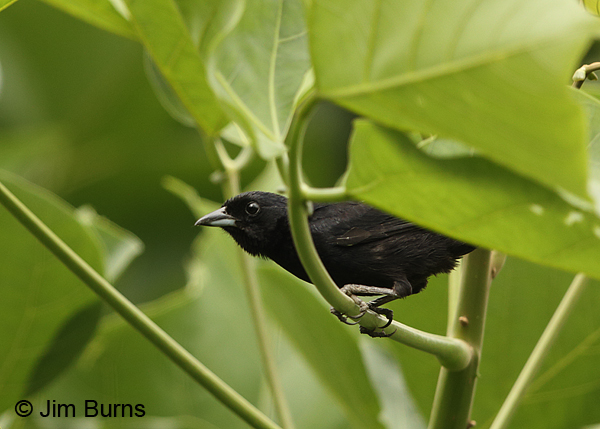 White-lined Tanager male