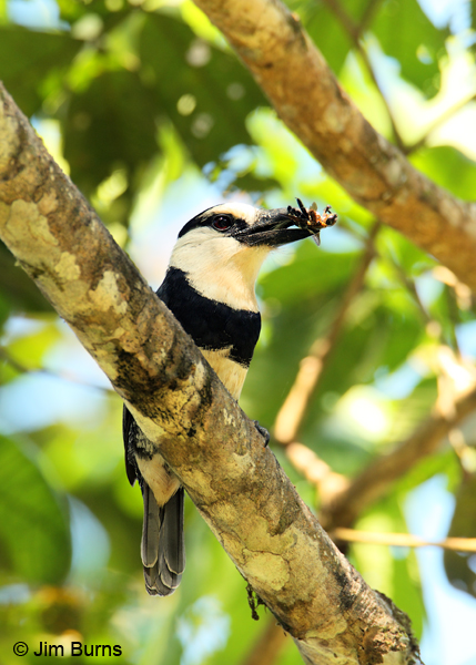 White-necked Puffbird with bee