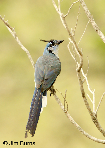 White-throated Magpie-Jay dorsal view