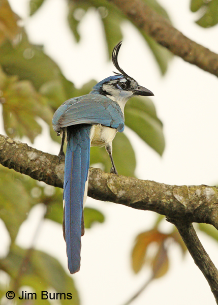 White-throated Magpie-Jay on limb