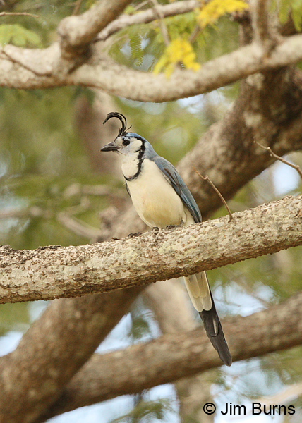 White-throated Magpie-Jay ventral view #2