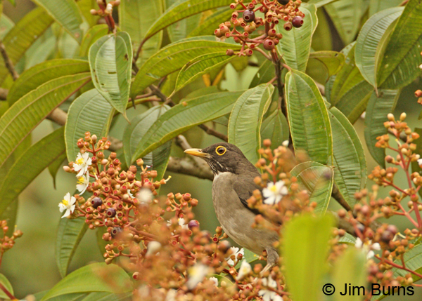 White-throated Thrush in berries and blooms