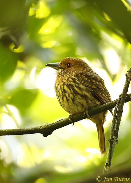 White-whiskered Puffbird male--5099