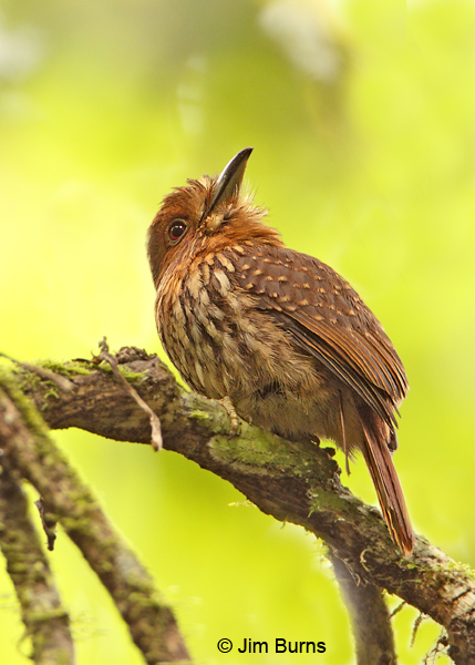 White-whiskered Puffbird male#2