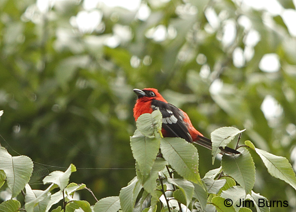 White-winged Tanager male