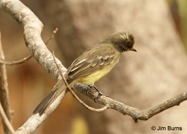 Yellow-bellied Elaenia showing white crown patch
