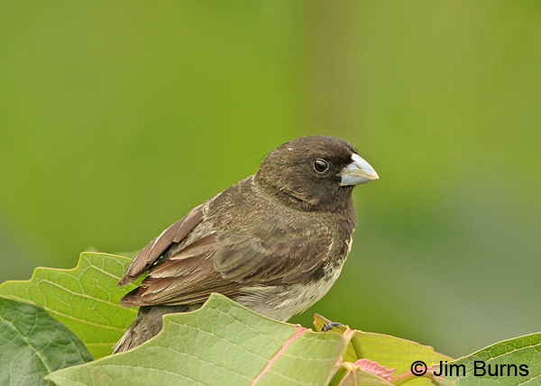 Yellow-bellied Seedeater male dorsal view