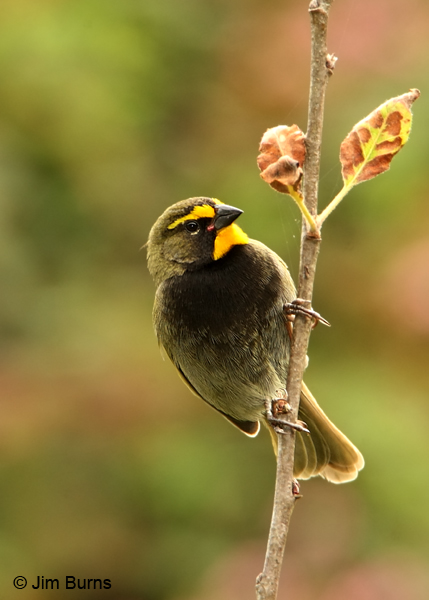 Yellow-faced Grassquit