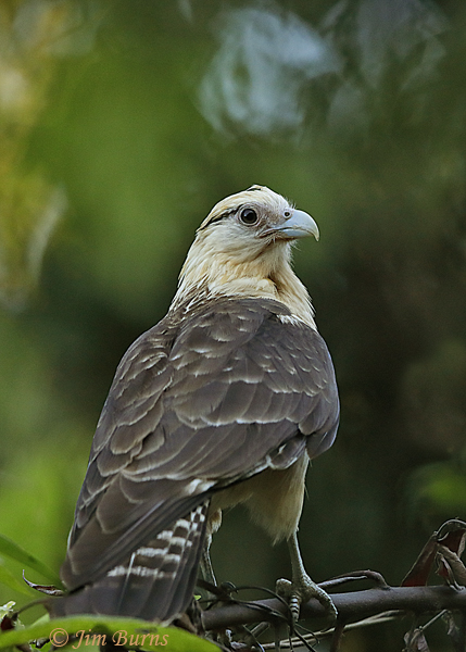 Yellow-headed Caracara--5595