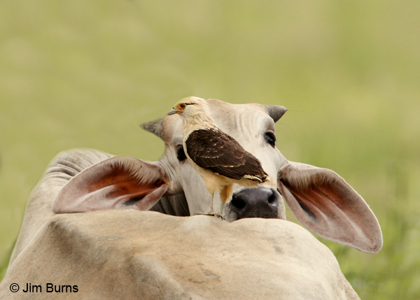 Yellow-headed Caracara on cow