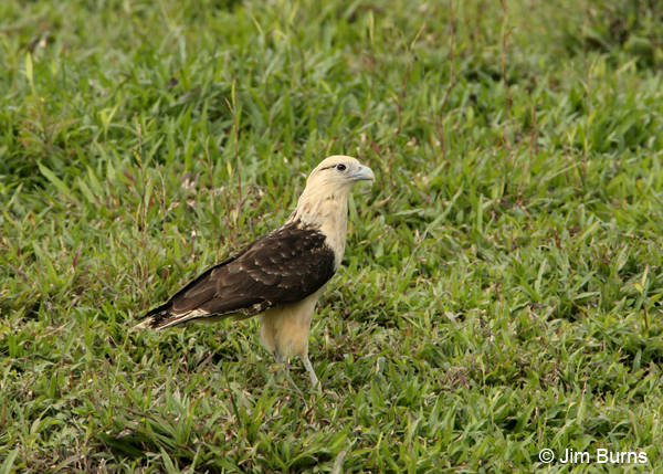 Yellow-headed Caracara