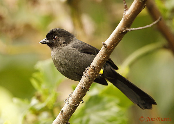 Yellow-thighed Finch--6334