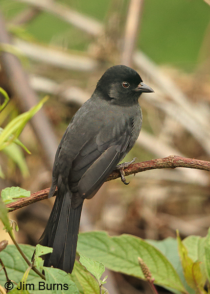 Yellow-thighed Finch dorsal view, no yellow showing