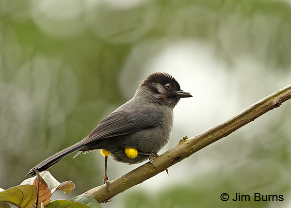 Yellow-thighed Finch showing yellow thighs