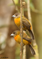 Cherrie's Tanagers