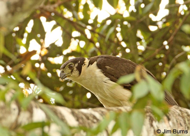 Collared Forrest-Falcon