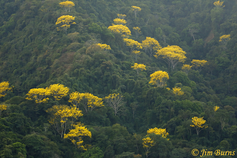 Corteza Amarillo trees in rain forest