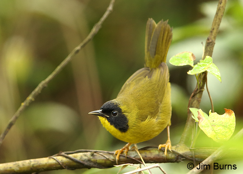 Olive-crowned-Yellowthroat