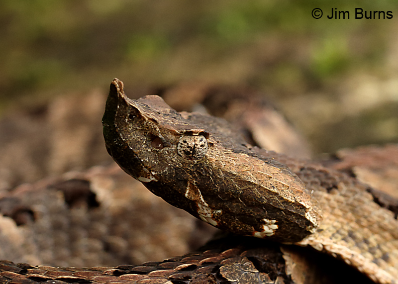 Rainforest Hognosed Pit Viper