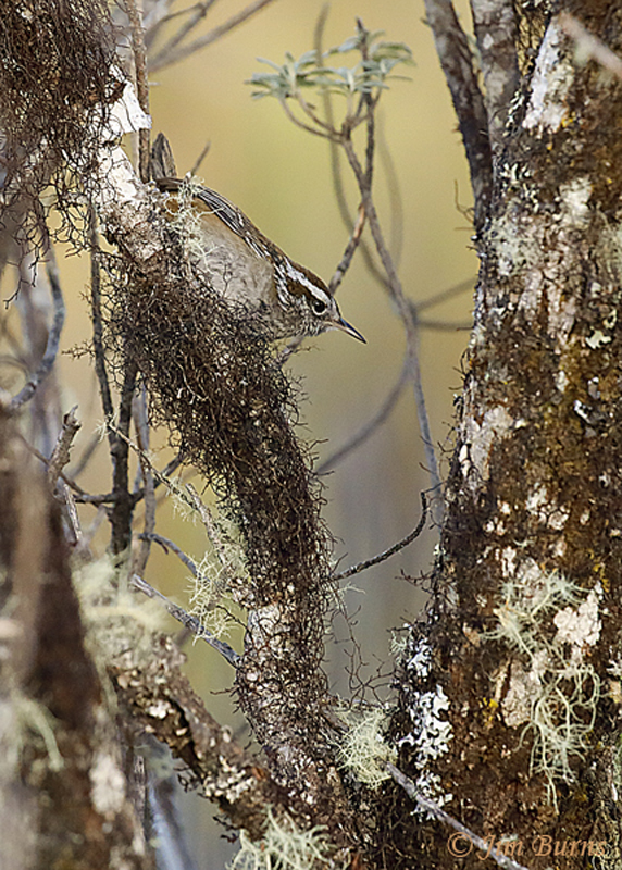 Timberline Wren in paramo habitat