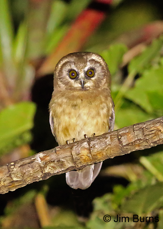 Unspotted Saw-whet Owl