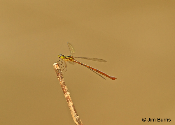 Red-and-Black Flatwing female, Veragua, CR, December 2011