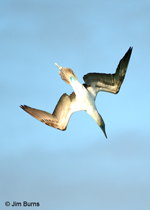 Blue-footed Booby going into plunge dive
