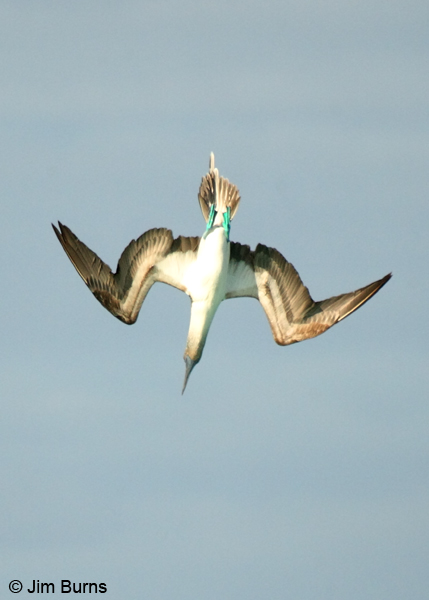 Blue-footed Booby folding up for acceleration