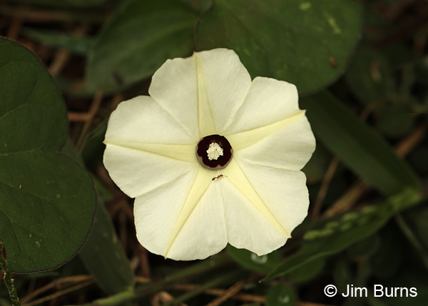 Moonflower with ant