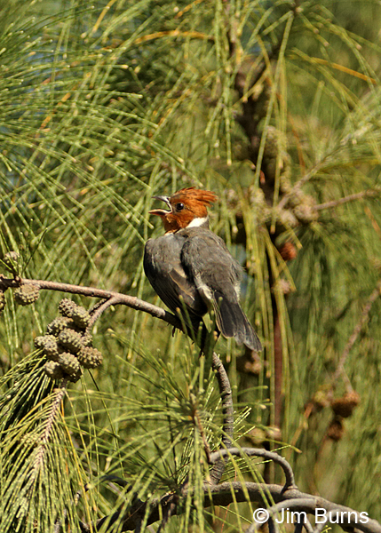 Red-crested Cardinal juvenile
