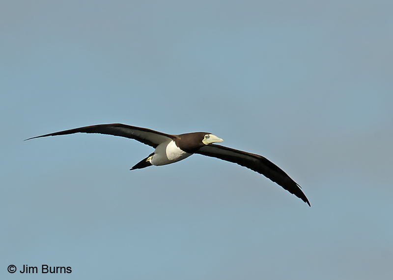 Brown Booby adult in flight