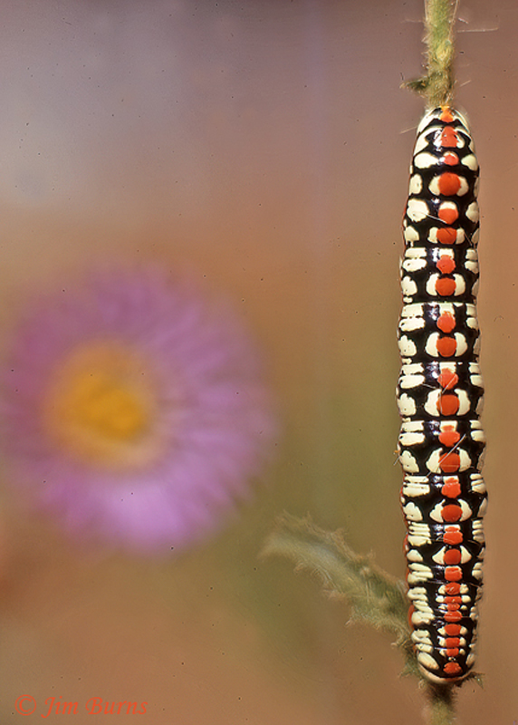 Cucullia dorsalis caterpillar